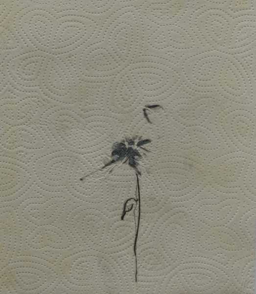 Die Blume die ich mir am Fenster hege